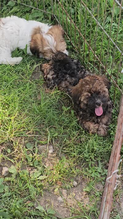 BabyCake, a female Havanese for sale in Millersburg, IN – 3 of 3