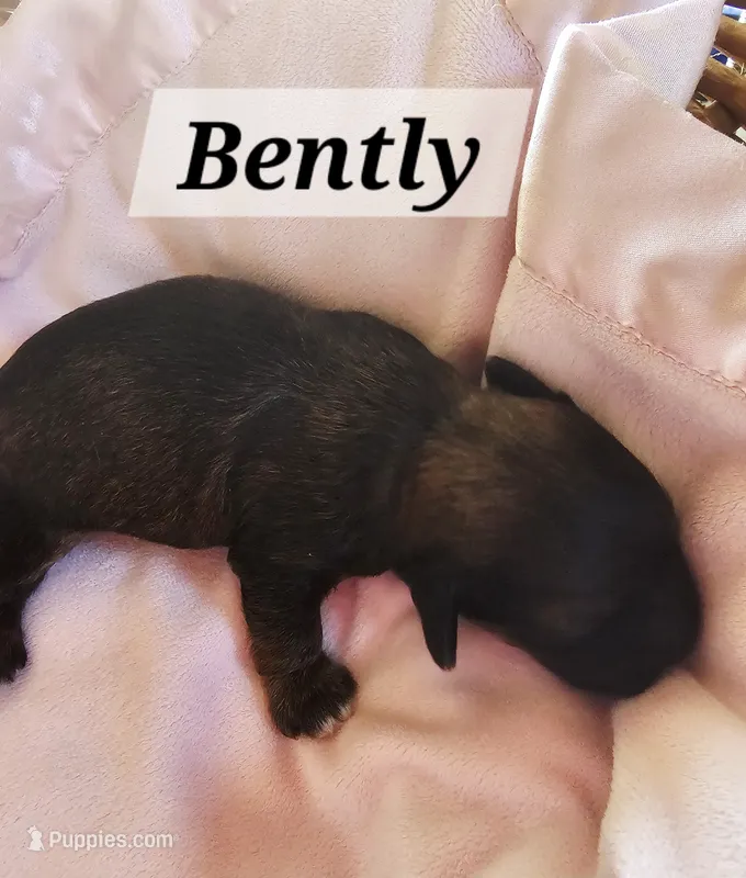 Bently, a male Havanese for sale in Millersburg, IN – 1 of 2