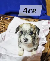 Ace, a male Havanese for sale in Millersburg, IN – 4 of 7