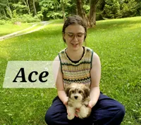 Ace, a male Havanese for sale in Millersburg, IN – 2 of 7