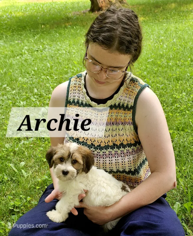 Archie – Havanese puppy for sale in Millersburg, IN