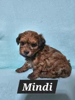 Mindy, a female Havanese for sale in Millersburg, IN – Photo 3 of 8