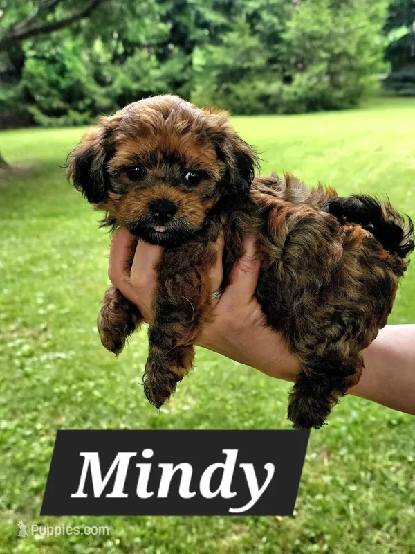 Mindy