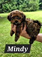 Mindy, a female Havanese for sale in Millersburg, IN – Photo 1 of 8