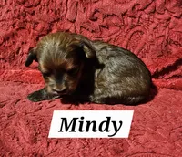 Mindy, a female Havanese for sale in Millersburg, IN – Photo 7 of 8