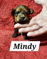 Mindy, a female Havanese for sale in Millersburg, IN – Photo 6 of 8