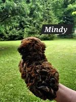 Mindy, a female Havanese for sale in Millersburg, IN – Photo 2 of 8