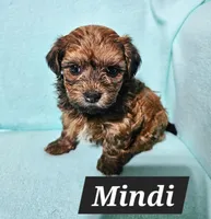 Mindy, a female Havanese for sale in Millersburg, IN – Photo 4 of 8