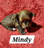 Mindy, a female Havanese for sale in Millersburg, IN – Photo 8 of 8