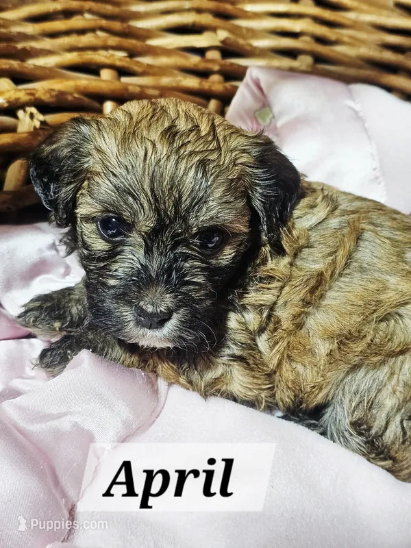 April – Havanese puppy for sale in Millersburg, IN