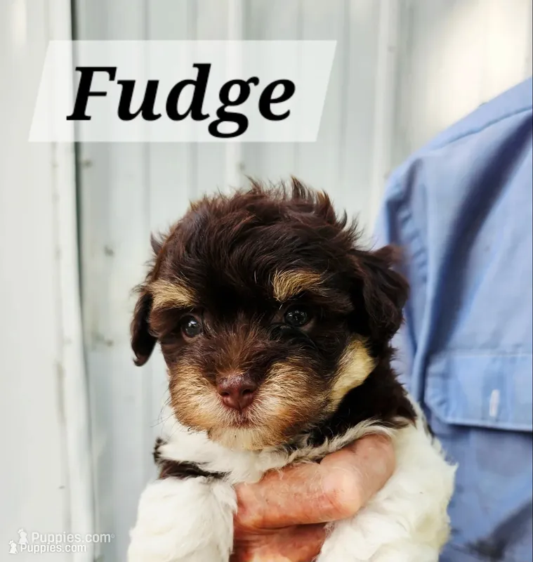Fudge – Havanese puppy for sale in Millersburg, IN