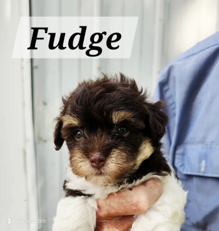 Fudge – Havanese puppy for sale in Millersburg, IN