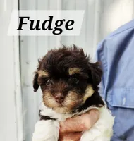 Fudge, a male Havanese for sale in Millersburg, IN – 1 of 3