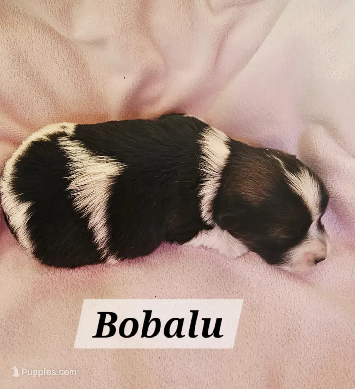 Bobalu – Havanese puppy for sale in Millersburg, IN