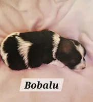 Bobalu, a female Havanese for sale in Millersburg, IN – 1 of 2