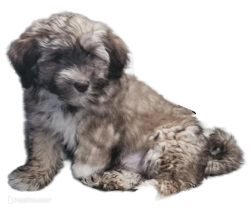 Toni – Havanese puppy for sale in Millersburg, IN
