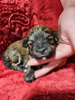 Kayce, a female Havanese for sale in Millersburg, IN – Photo 7 of 10