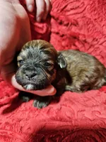 Kayce, a female Havanese for sale in Millersburg, IN – Photo 6 of 10