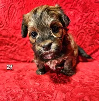 Kayce, a female Havanese for sale in Millersburg, IN – Photo 5 of 10