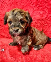 Kayce, a female Havanese for sale in Millersburg, IN – Photo 4 of 10