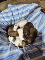 Kayce, a female Havanese for sale in Millersburg, IN – Photo 8 of 10