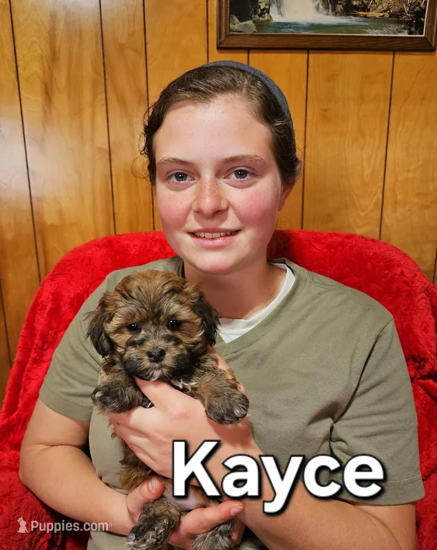 Kayce, a female Havanese for sale in Millersburg, IN – Photo 1 of 10