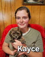Kayce, a female Havanese for sale in Millersburg, IN – Photo 1 of 10