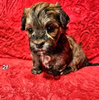 Kayce, a female Havanese for sale in Millersburg, IN – Photo 2 of 10