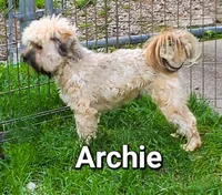 Kayce, a female Havanese for sale in Millersburg, IN – Photo 9 of 10