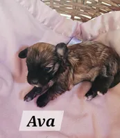 Ava, a female Havanese for sale in Millersburg, IN – 3 of 3