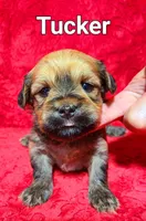 Tucker, a male Havanese for sale in Millersburg, IN – Photo 6 of 9