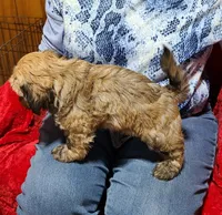 Tucker, a male Havanese for sale in Millersburg, IN – Photo 2 of 9
