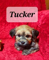 Tucker, a male Havanese for sale in Millersburg, IN – Photo 4 of 9