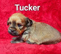 Tucker, a male Havanese for sale in Millersburg, IN – Photo 7 of 9