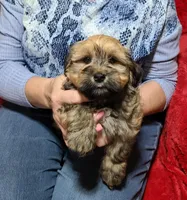 Tucker, a male Havanese for sale in Millersburg, IN – Photo 1 of 9