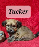Tucker, a male Havanese for sale in Millersburg, IN – Photo 5 of 9