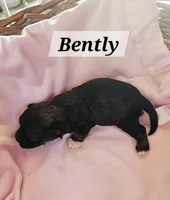 Bently, a male Havanese for sale in Millersburg, IN – 2 of 2