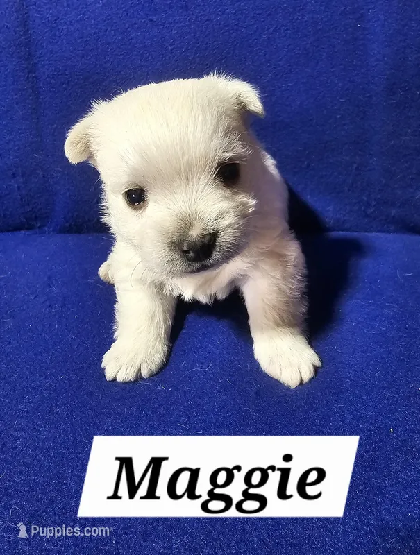 Maggie