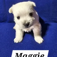 Maggie, a female West Highland White Terrier for sale in Millersburg, IN – Photo 6 of 7