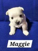 Maggie, a female West Highland White Terrier for sale in Millersburg, IN – Photo 1 of 3