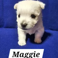 Maggie, a female West Highland White Terrier for sale in Millersburg, IN – Photo 7 of 7