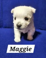 Maggie, a female West Highland White Terrier for sale in Millersburg, IN – Photo 3 of 3