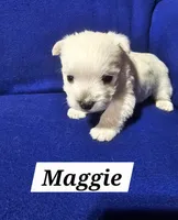 Maggie, a female West Highland White Terrier for sale in Millersburg, IN – Photo 2 of 3