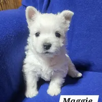 Maggie, a female West Highland White Terrier for sale in Millersburg, IN – Photo 3 of 7