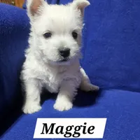 Maggie, a female West Highland White Terrier for sale in Millersburg, IN – Photo 4 of 7