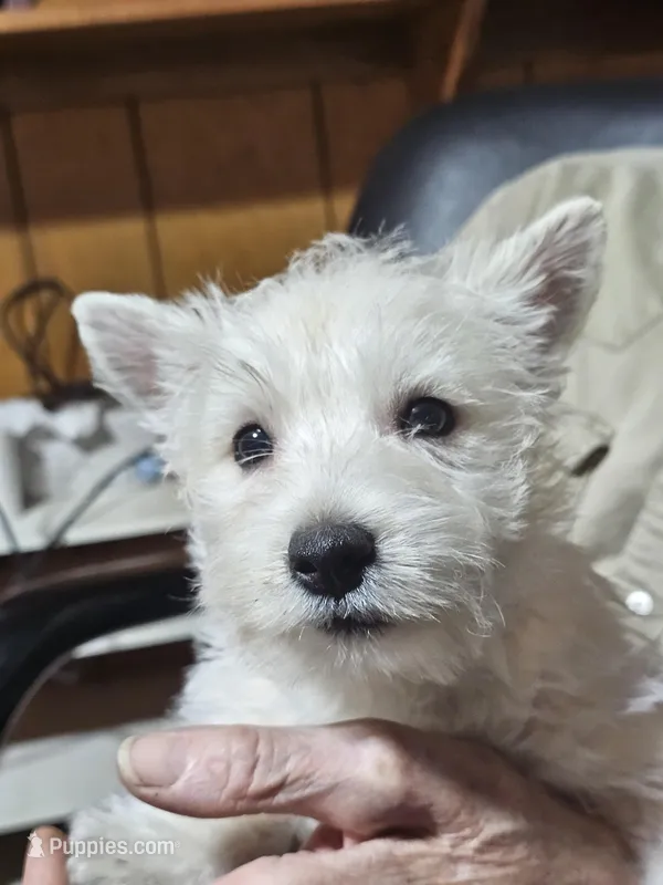 Maggie, a female West Highland White Terrier for sale in Millersburg, IN – Photo 1 of 7