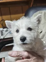 Maggie, a female West Highland White Terrier for sale in Millersburg, IN – Photo 1 of 7