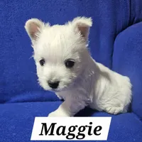 Maggie, a female West Highland White Terrier for sale in Millersburg, IN – Photo 5 of 7