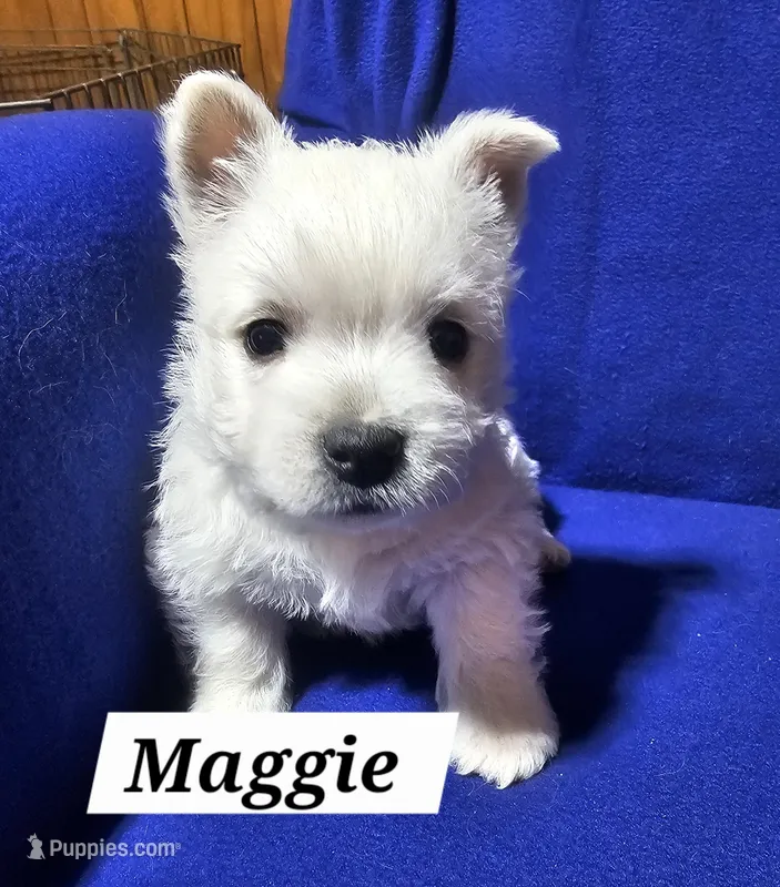 Maggie