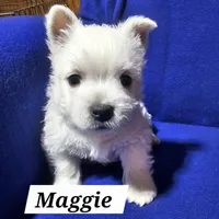 Maggie, a female West Highland White Terrier for sale in Millersburg, IN – Photo 2 of 7